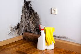 Best Asbestos and Lead Testing During Mold Inspection  in Mission, KS